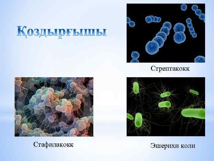 Стрептакокк Стафилакокк Эшерихи коли 