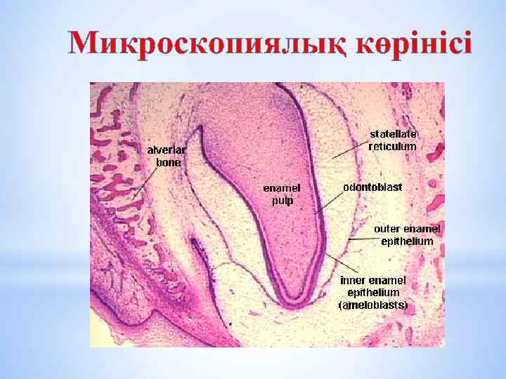 Микроскопиялық көрінісі 