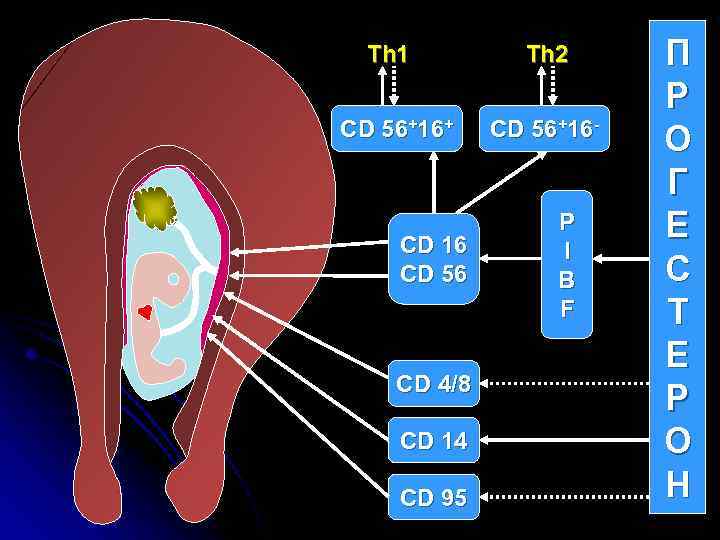 Th 1 CD 56+16+ CD 16 CD 56 CD 4/8 CD 14 CD 95