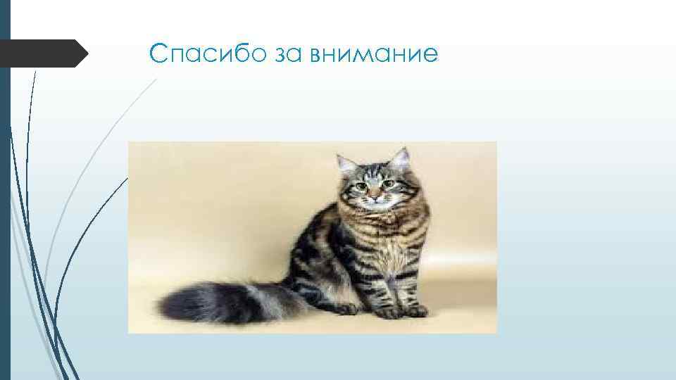 Спасибо за внимание 