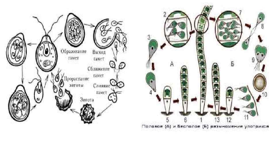 Цикл развития водорослей схема