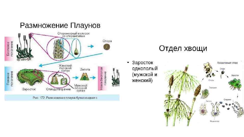 Гаметы папоротника образуются в результате