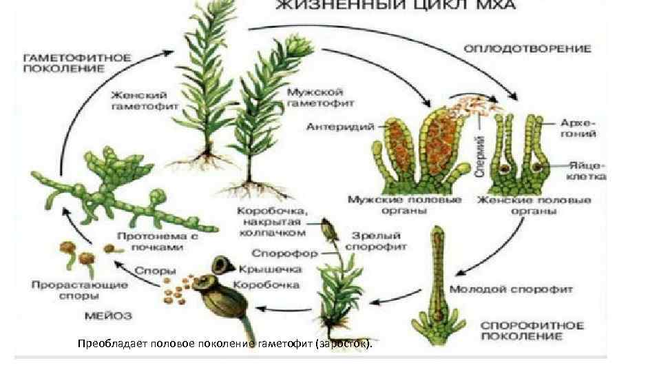 Преобладает половое поколение гаметофит (заросток). 