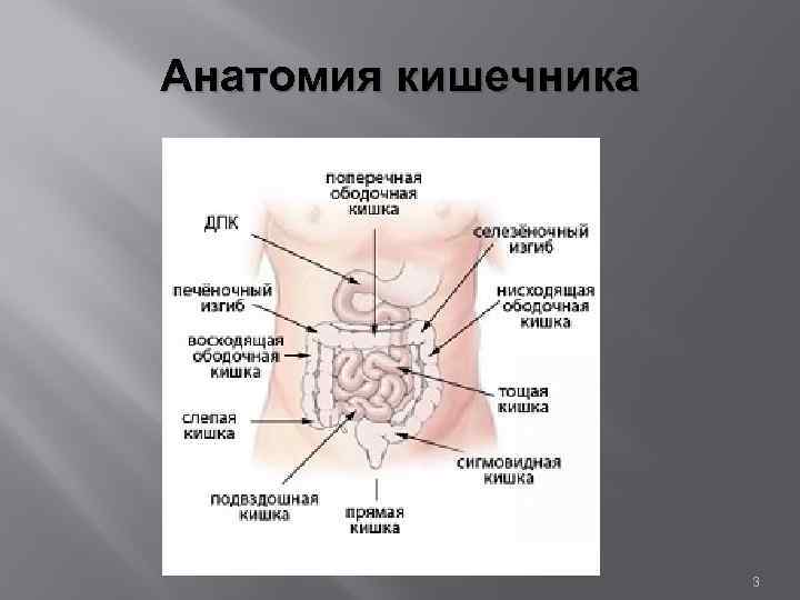 Анатомия кишечника 3 