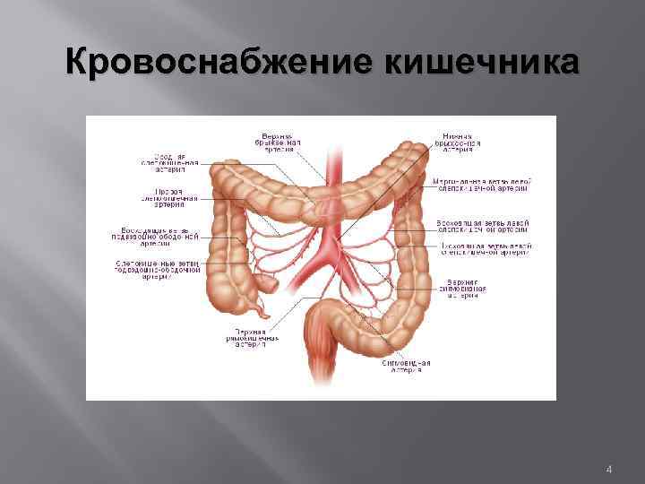 Кровоснабжение кишечника 4 