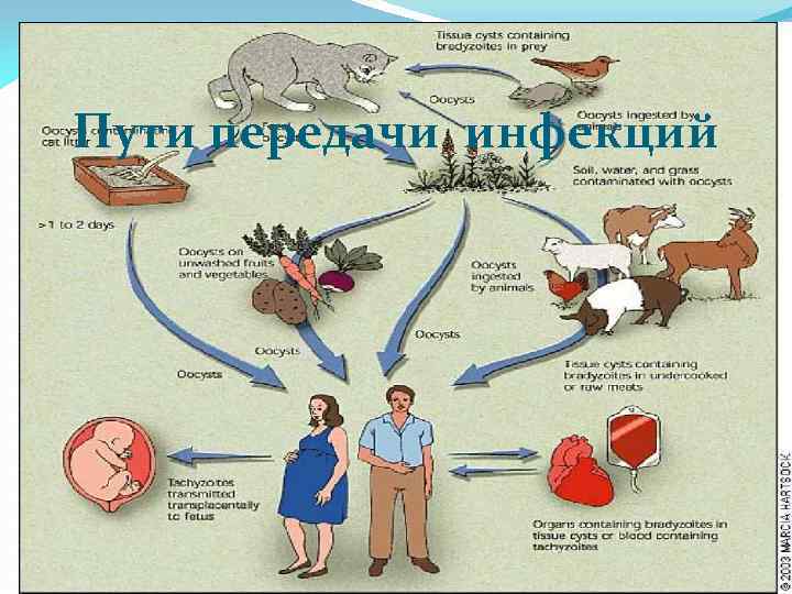 Пути передачи инфекций 