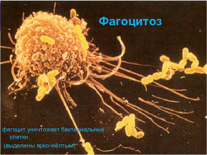 Фагоцитоз фагоцит уничтожает бактериальные клетки (выделены ярко-жёлтым) 