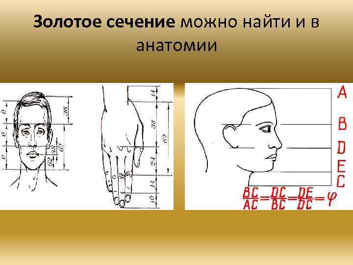 Золотое сечение можно найти и в анатомии 