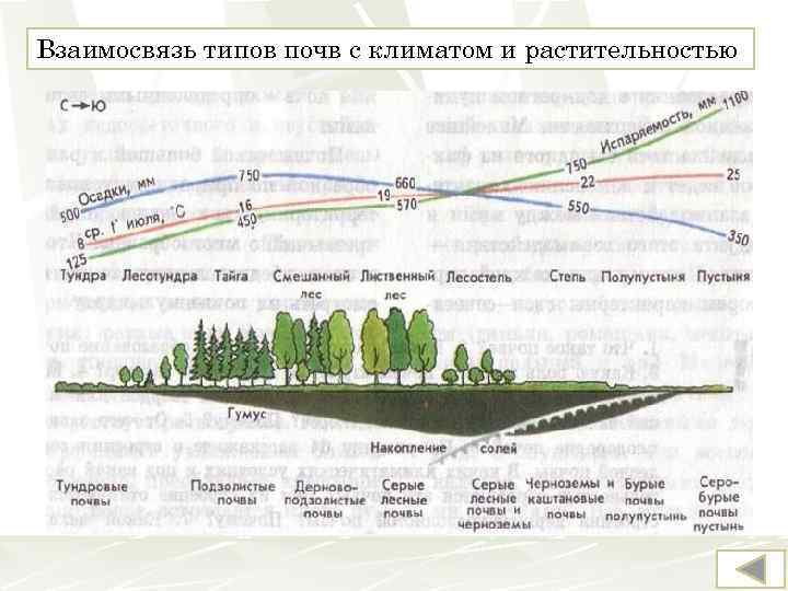 Взаимосвязь типов почв с климатом и растительностью 