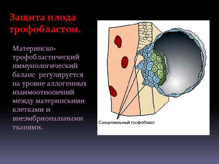 Защита плода трофобластом. Материнскотрофобластический иммунологический баланс регулируется на уровне аллогенных взаимоотношений между материнскими клетками