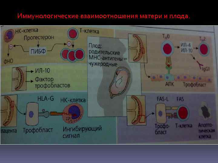 Иммунология репродукции