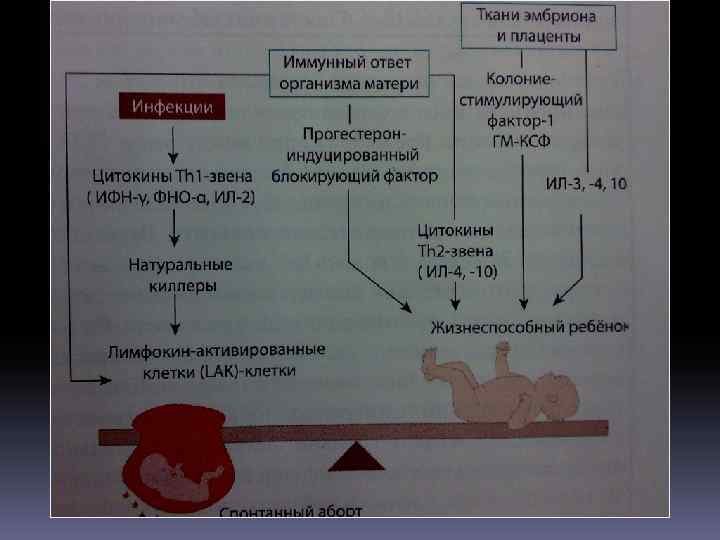 Иммунология репродукции презентация