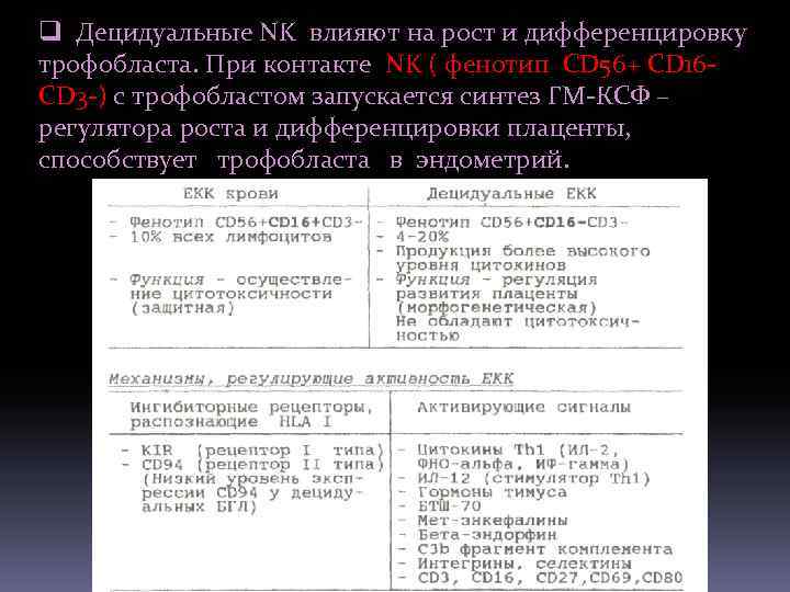 q Децидуальные NK влияют на рост и дифференцировку трофобласта. При контакте NK ( фенотип