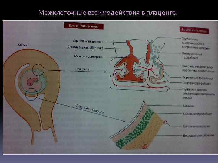 Межклеточные взаимодействия в плаценте. 