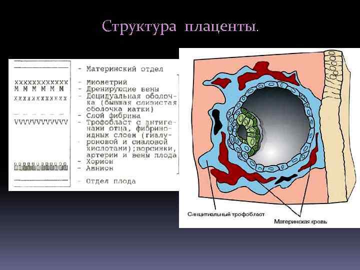 Иммунология репродукции презентация