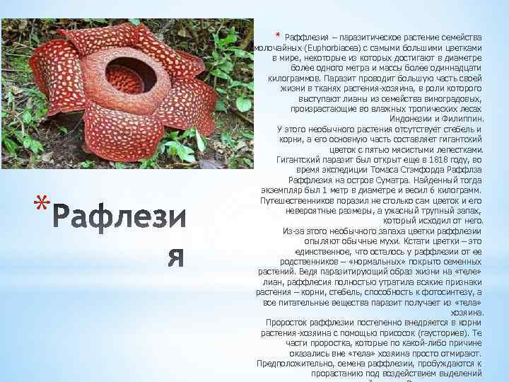* * Раффлезия – паразитическое растение семейства молочайных (Euphorbiacea) с самыми большими цветками в