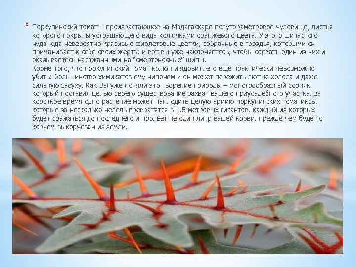 * Поркупинский томат – произрастающее на Мадагаскаре полутораметровое чудовище, листья которого покрыты устрашающего вида