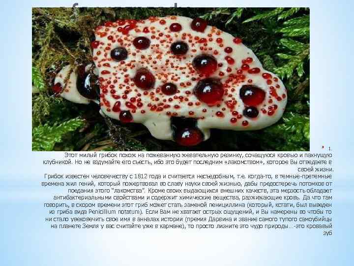 * * 1. Этот милый грибок похож на пожеванную жевательную резинку, сочащуюся кровью и