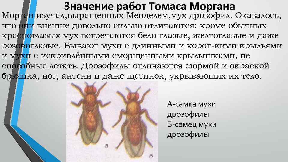 Значение работ Томаса Морган изучал, выращенных Менделем, мух дрозофил. Оказалось, что они внешне довольно