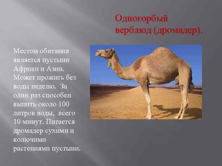 Одногорбый верблюд (дромадер). Местом обитания является пустыни Африки и Азии. Может прожить без воды