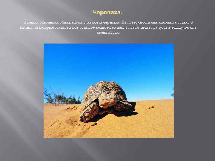 Черепаха. Самыми обычными обитателями считаются черепахи. На поверхности они находятся только 3 месяца, за