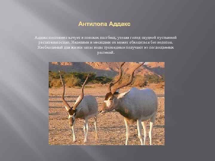 Антилопа Аддакс постоянно кочует в поисках пастбищ, утоляя голод скудной пустынной растительностью. Неделями и