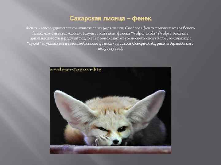 Сахарская лисица – фенек. Фе нек - самое удивительное животное из рода лисиц. Своё