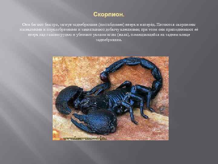 Скорпион. Они бегают быстро, загнув заднебрюшие (постабдомен) вверх и наперёд. Питаются скорпионы насекомыми и
