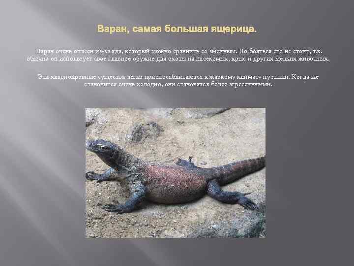 Варан, самая большая ящерица. Варан очень опасен из-за яда, который можно сравнить со змеиным.