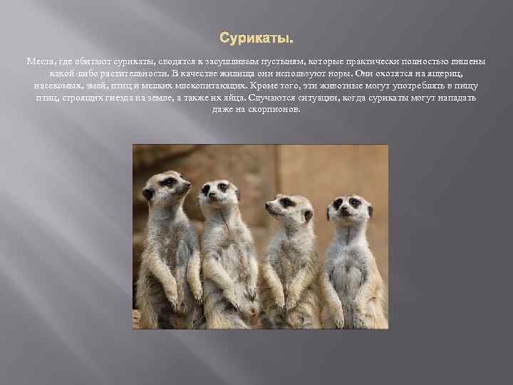 Сурикаты. Места, где обитают сурикаты, сводятся к засушливым пустыням, которые практически полностью лишены какой-либо