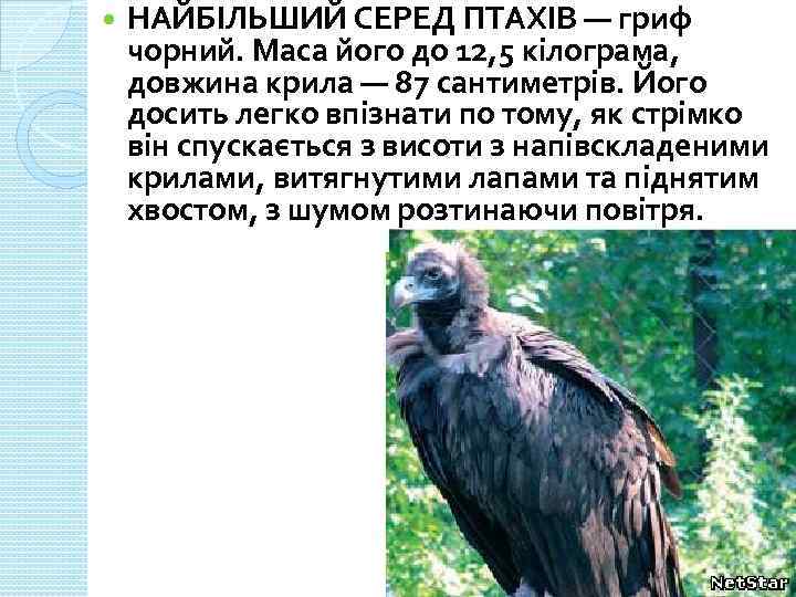  НАЙБІЛЬШИЙ СЕРЕД ПТАХІВ — гриф чорний. Маса його до 12, 5 кілограма, довжина