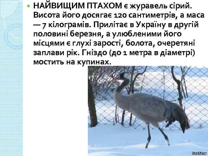  НАЙВИЩИМ ПТАХОМ є журавель сірий. Висота його досягає 120 сантиметрів, а маса —