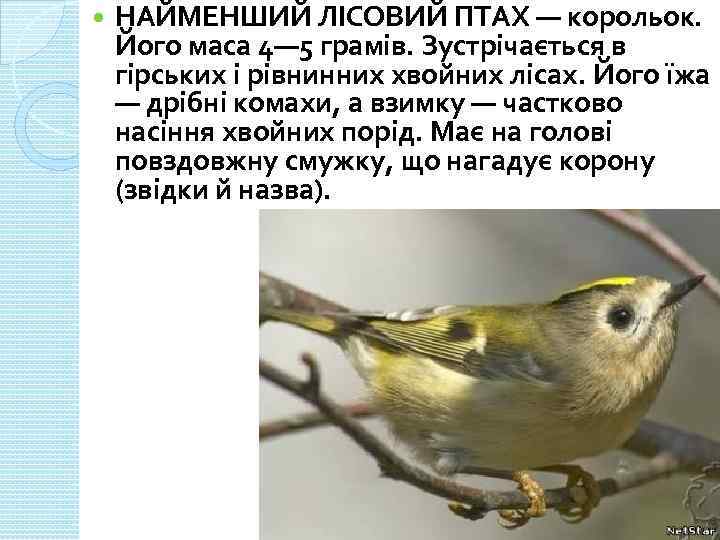  НАЙМЕНШИЙ ЛІСОВИЙ ПТАХ — корольок. Його маса 4— 5 грамів. Зустрічається в гірських