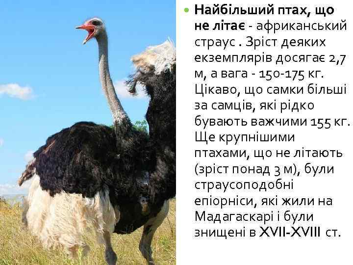  Найбільший птах, що не літає - африканський страус. Зріст деяких екземплярів досягає 2,