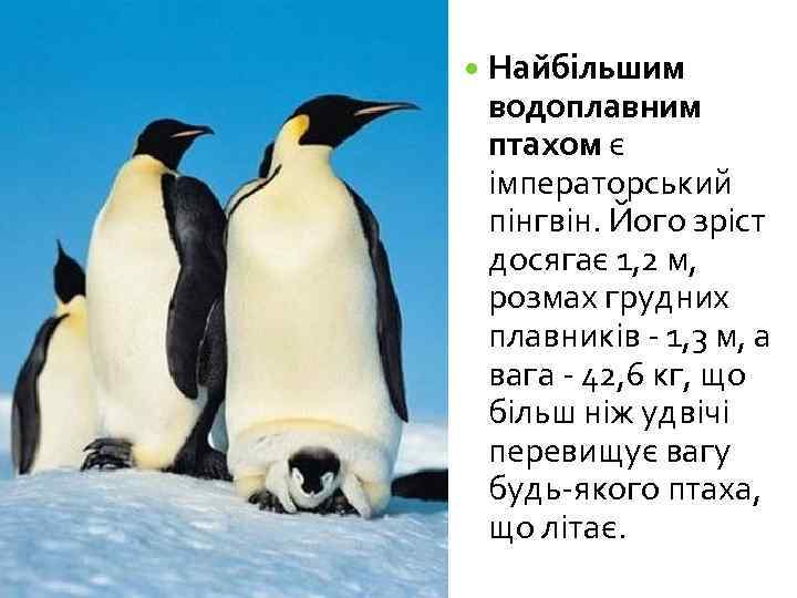  Найбільшим водоплавним птахом є імператорський пінгвін. Його зріст досягає 1, 2 м, розмах