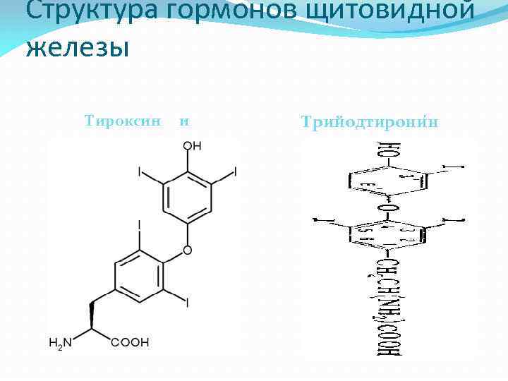 Структура гормонов щитовидной железы Тироксин и Трийодтирони н 