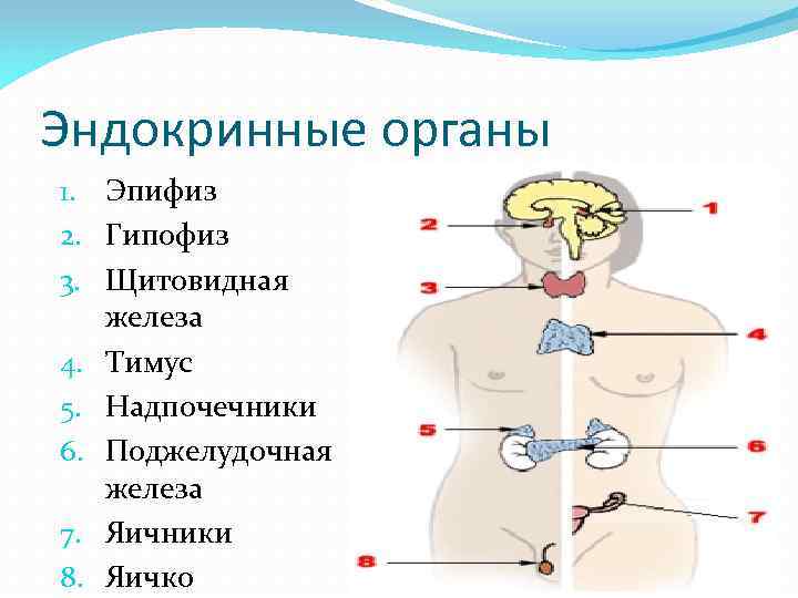 Надпочечник гипофиз селезенка подмышечный