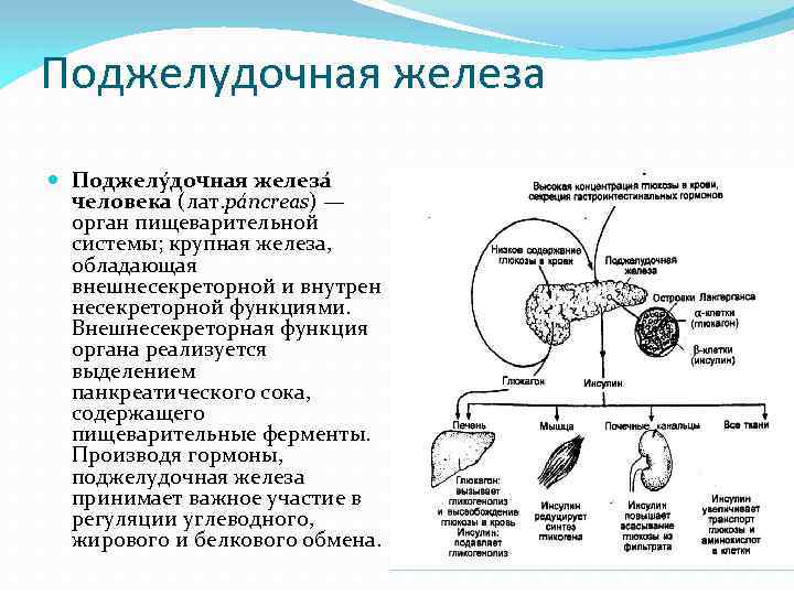 Поджелудочная железа Поджелу дочная железа человека (лат. páncreas) — орган пищеварительной системы; крупная железа,