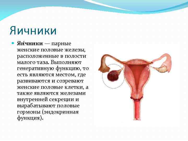 Где матка и яичники. Женские половые железы яичники. Женские яичники расположение строение функции. Яичники это в биологии. Расположение яичников у женщин анатомия.