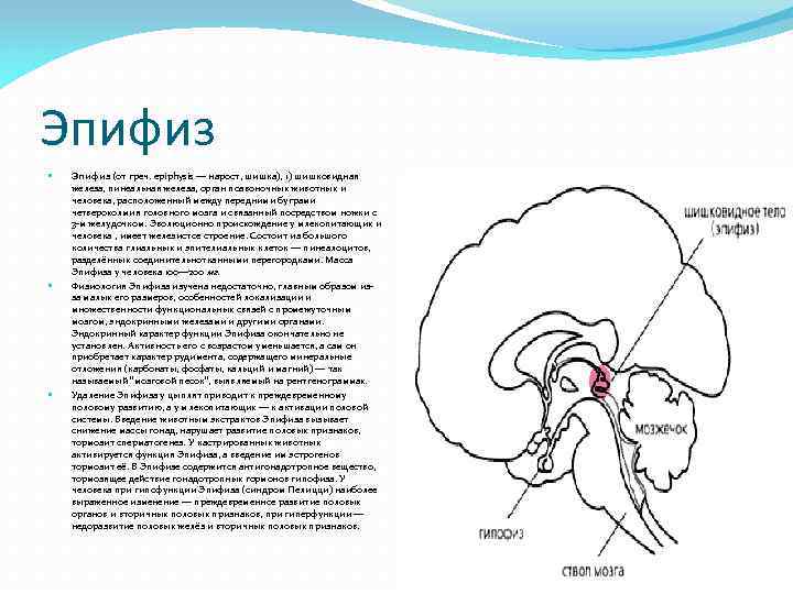 Шишковидная железа у женщин. Эпифиз строение и функции. Четверохолмие и эпифиз. Рене Декарт шишковидная железа. Эмбриогенез эпифиза.