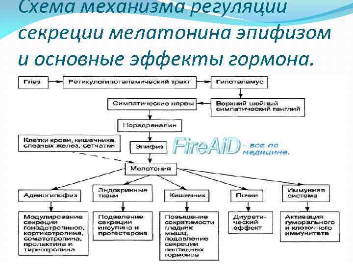 Гормоны человека схема