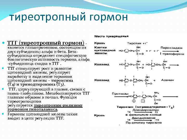 Синтез гормонов в печени. Тиреотропный гормон химическая формула. Химическая структура ТТГ. Химическое строение тиреотропина.
