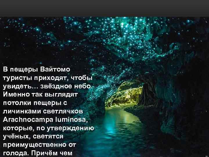 В пещеры Вайтомо туристы приходят, чтобы увидеть… звёздное небо. Именно так выглядят потолки пещеры