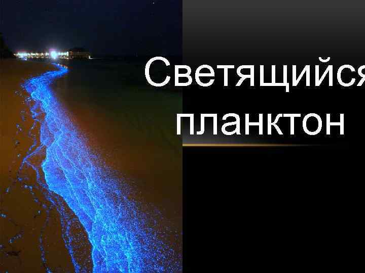 Светящийся планктон 