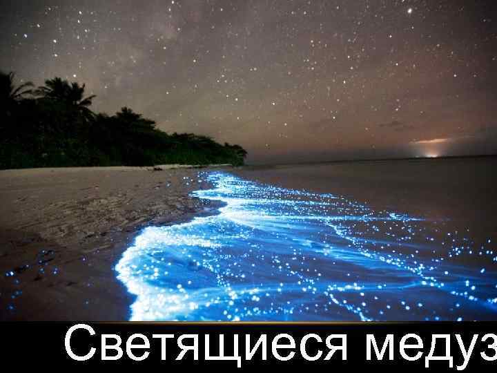 Светящиеся медуз 