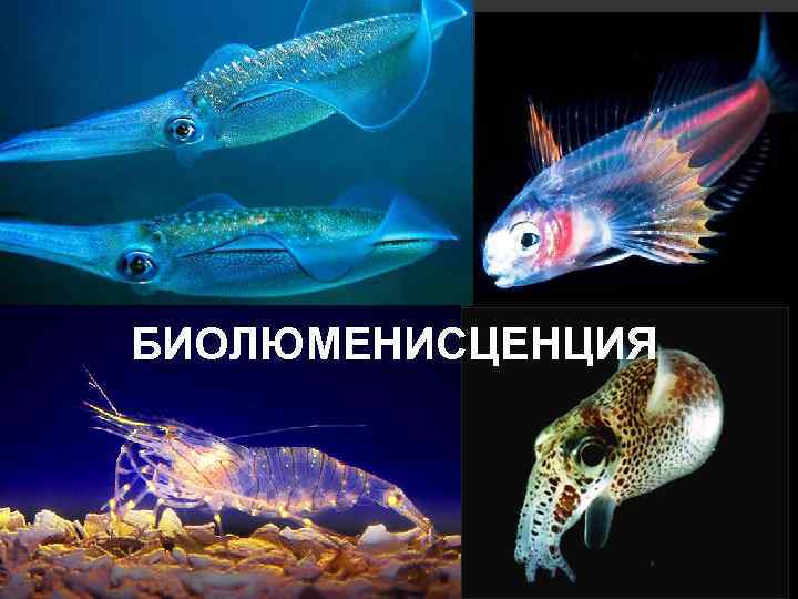 БИОЛЮМЕНИСЦЕНЦИЯ 
