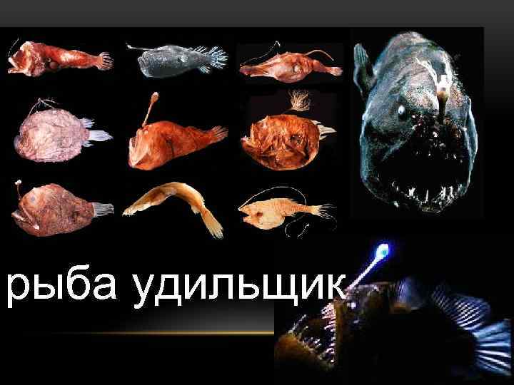 рыба удильщик 