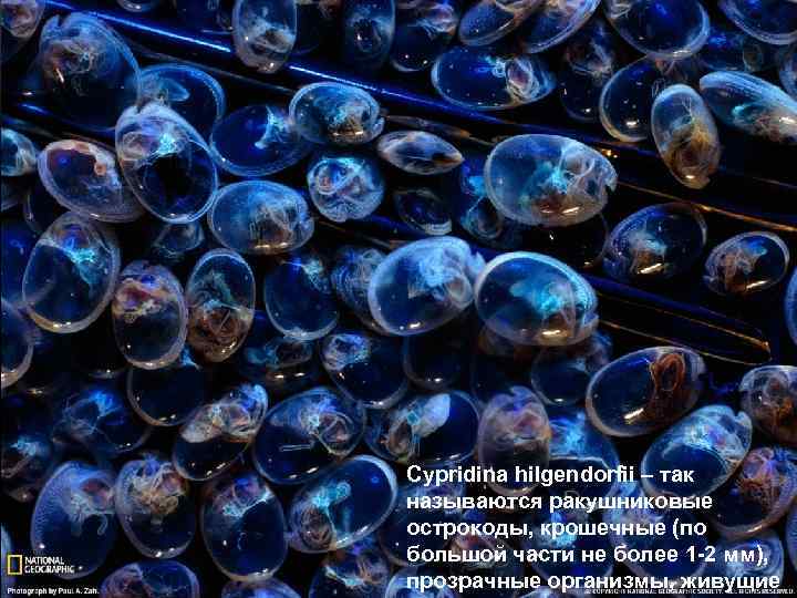 Cypridina hilgendorfii – так называются ракушниковые острокоды, крошечные (по большой части не более 1