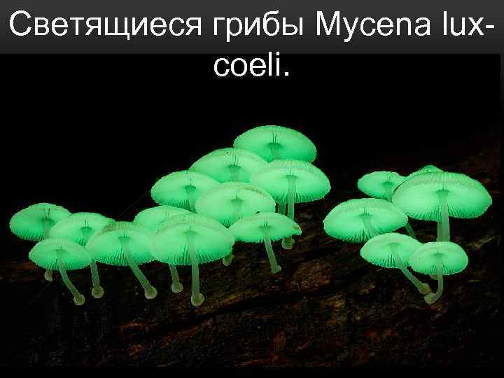 Светящиеся грибы Mycena luxcoeli. 