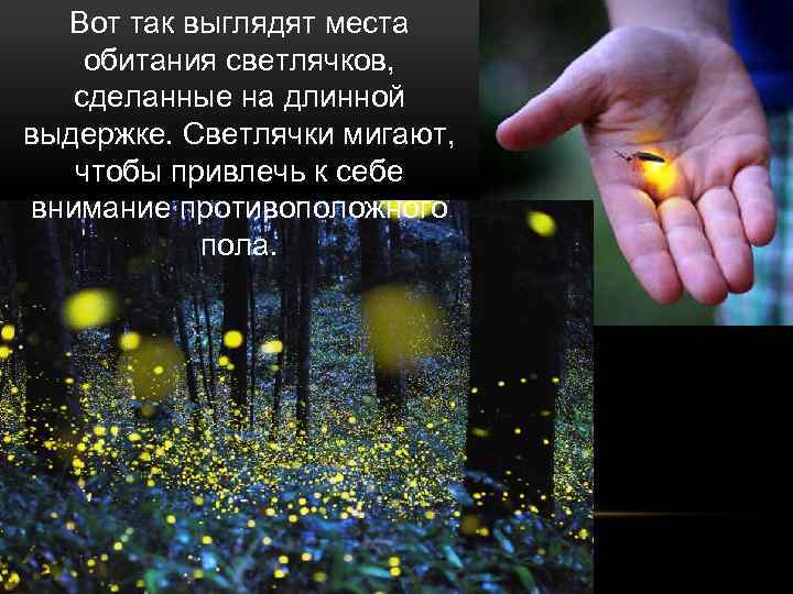 Вот так выглядят места обитания светлячков, сделанные на длинной выдержке. Светлячки мигают, чтобы привлечь
